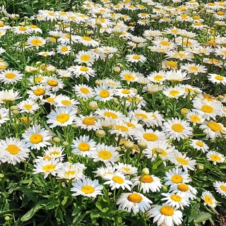 Kopretina největší - Leucantheum maximum ´MADONNA´ (kont. 9x9cm)