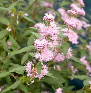 Ořechoplodec,růžový květ AKCE - Caryopteris cal.camara ´PINK´(kont. 1 litr)