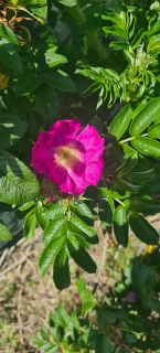 Růže svraskalá - Rosa rugosa ´RUBRA´ (kont. 2 litry)