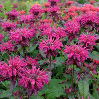 Zavinutka podvojná  AKCE - Monarda didyma 'MELUA BURGUNDY´(kont. 1 litr)