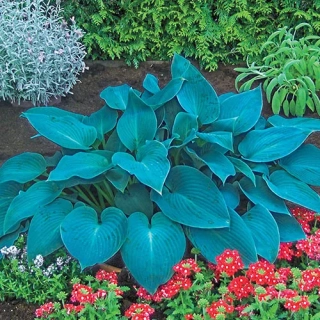 Bohyška - Hosta ´CANADIAN BLUE´(kont. 9x9 cm)
