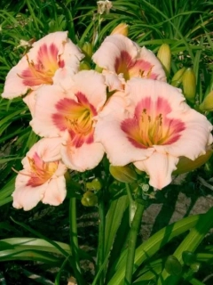 Denivka - Hemerocallis ´BLUSHING PINK EYE' (kont. 1,5 litrů)