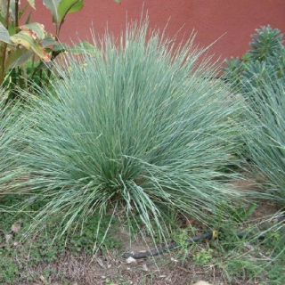 Kostřava  - Festuca ´BUDDY BLUE´ (kont. 1,5 litrů)