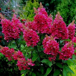 Hortenzie latnatá,červený velký květ  - Hydrangea pan. (kont. 2 litry,RB) 