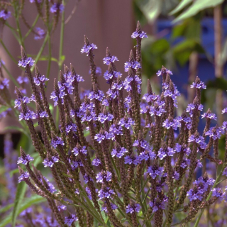 Sporýš šípovitý - Verbena hastata (kont. 1 litr)