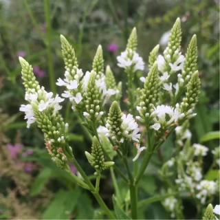 Sporýš šípovitý AKCE - Verbena hastata ´ALBA´(kont. 1 litr)
