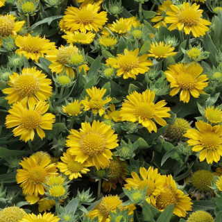 Kokarda osinatá - Gaillardia aristata 'MESA YELOLOW´(kont. 9x9 cm)