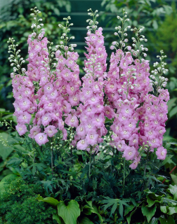 Ostrožka - Delphinium ´M.F. LILAC´(kont. 9x9 cm)