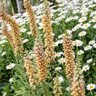 Náprstník - Digitalis ferruginea ´GIGANTEA´(kont. 1 litr)
