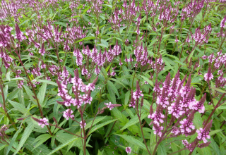 Sporýš šípovitý - Verbena hastata ´ROSEA´ (kont. 1 litr)
