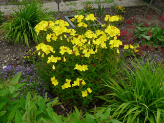 Pupalka křovitá (AKCE TOP ROSTLINY) - Oenotherma fruticosa (kont. 9x9 cm)