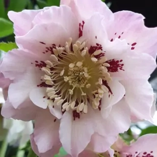 Čemeřice východní - Helleborus or. ´DOUBLE ELLEN PINK SPOTTED´(kont. 1,5 litrů)