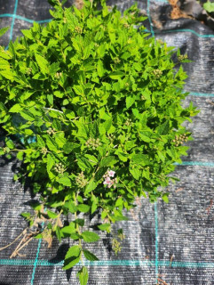 Tavolník japonský - Spiraea japonica (nízký, půdopokryvný druh)