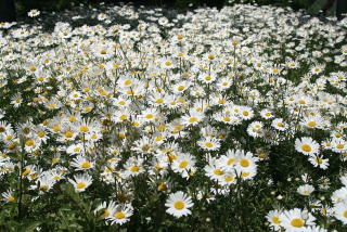 Kopretina bílá - Leucanthemum vulgare 'MAIKONIGIN´(kont. 1 litr)
