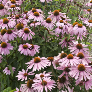 Třapatka náchová - Echinacea purpurea ´MAGNUS´(kont.1 litr)