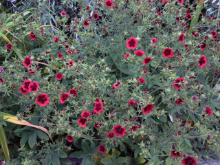 Mochna,Nátržník - Potentilla thurberi 'MONARCHS VELVET´(kont. 1 litr)'