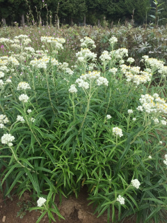 Plesnivka perlová - Anaphalis margaritacea (kont. 9x9cm)