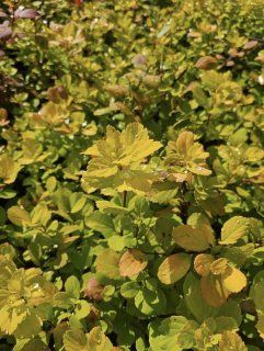 Tavolník japonský (25Kč kus při objednání více jak 10 kusů,velký žlutý list) - Spiraea Japonica (kont. 9x9 cm)