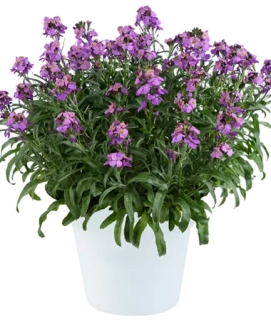 Trýzel - Erysimum hybridum 'LILAC WONDER´(kont. 9x9 cm)