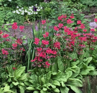 Prvosenka japonská - Primula japonica 'MILLER'S CRIMSON' (kont. 1 litr)