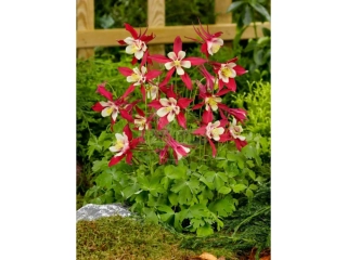 Orlíček vzkřížený - Aquilegia cer. ´CRIMSON STARS´(kont. 9x9 cm)