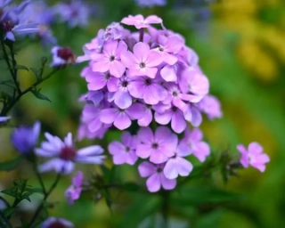 Plaménka latnatá ´HESPERIS´- Phlox paniculata (kont. 9x9 cm)