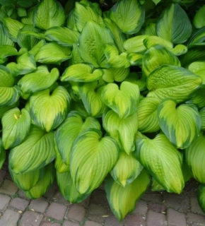 Bohyška ´GUACAMOLE´- Hosta (kont. 9x9cm)