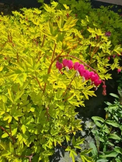Srdcovka nádherná (ZLATÝ LIST) - Dicentra spec. ´YELLOW LEAF´(kont 2 litry)