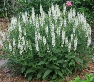 Šalvěj nádherná - Salvia superba 'MERLEAU WHITE' (kont. 9x9cm)