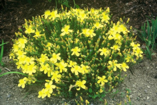 Třezalka malolistá - Hypericum polyphyllum ´GRANDIFLORUM´(kont. 9x9 cm)