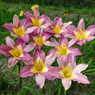 Denivka (AKCE) - Hemerocallis ´NILE CRANE´ (kont. 1 litr)