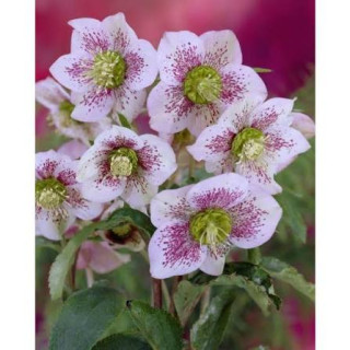 Čemeřice východní - Helleborus hyb. ´PRETTY ELLEN WHITE SPOTTED´(kont. 1,5 litrů)
