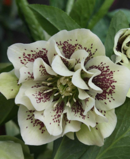 Čemeřice východní - Helleborus hyb. ´PRETTY ELLEN WHITE SPOTTED´(kont. 1,5 litrů)
