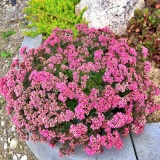 Rozchodník - Sedum ´LIME ZINGER´(kont. 9x9 cm)