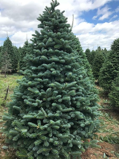 Jedle bílá- Abies alby´COLUMNARIS GENT´(kont. 2 litry)