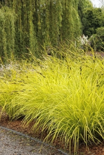 Ostřice vyvýšená - Carex elata ´BOWLES GOLDEN´(kont. 1,5 litrů)