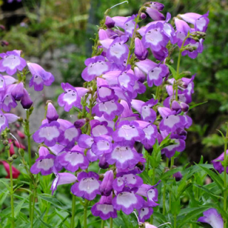 Dračík - Penstemon ´PENSHAM CZAR´(kont. 9x9 cm) 