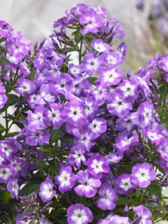 Plaménka latnatá - Phlox speciál ´PURPLE STAR´(kont. 9x9cm)