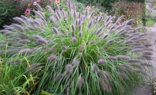 Vousatec - Pennisetum ´HERBSTZAUBER´ (kont. 1,5 litrů)