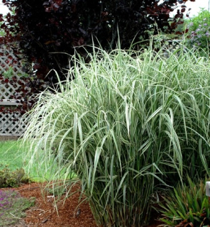 Ozdobnice čínská - Miscanthus sinensis ´COSMOPOLITAN´ (kont.1,5 litrů)