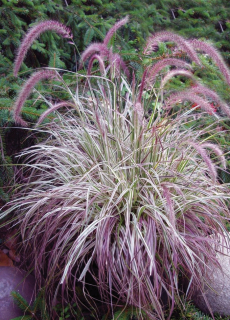 Dochan - Pennisetum ´CHERRY SPARKLER ´(kont. 1,5 litrů)