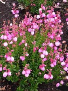 Dabécie kantabrijská - Daboecia cantabrica 'GLOBOSA PINK´(kont. 9x9cm)