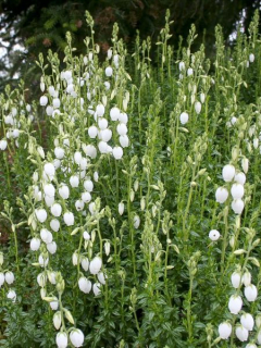 Dabécie kantabrijská - Daboecia cantabrica 'ALBA´(kont. 9x9cm)