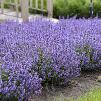 Marulka léksřská - Calamintha nepeta ´MARVELETTE BLUE´(kont. 9x9 cm)