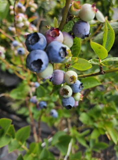 Kanadská borůvka - Vaccinium corymbosum 'GOLDTRAUBE´ (kont. 1,5 litrů)