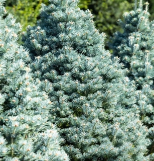Jedle plstnoplodá zakrslá - Abies lasiocarpa ´COMPACTA´ (kont. 2 litry)
