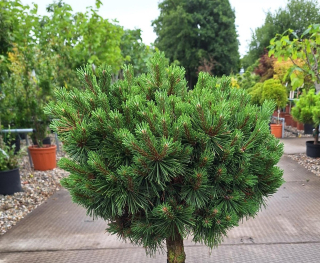 Borovice kleč - Pinus mugo ´MINIGLOBUS´ (kont. 2 litry)
