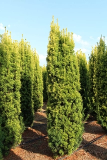 Tis červený - Taxus baccata 'FASTIAGATA AUREA' (kont. 2 litry)) 