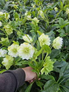 Čemeřice východní (obří květ) - Helleborus hyb. ´DOUBLE ELLEN WHITE ´(kont. 1,5 litrů)