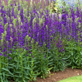 Lobelka nádherná (AKCE) - Lobelia x speciosa 'FANSHIP BLUE' (kont. 1 litr)